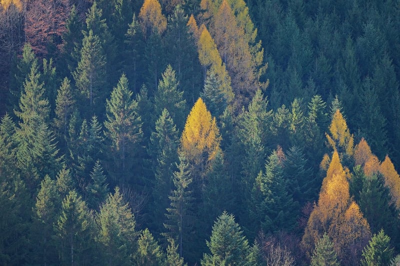 Enchanted Forest